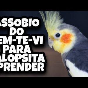 ASSOBIO DE CALOPSITA - ASSOBIO DO PÁSSARO BEM-TE-VI PARA CALOPSITA APRENDER