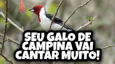 SEU GALO DE CAMPINA VAI CANTAR MUITO QUANDO OUVIR ESSE CANTO!