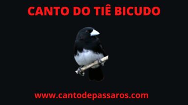 CANTO DO TIÊ BICUDO - O CANTO MAIS BONITO DO TIÊ BICUDO - CANTO DE PÁSSAROS