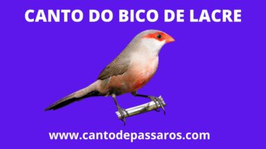 CANTO DO BICO DE LACRE SELVAGEM - CANTOS DE PÁSSAROS