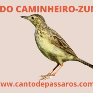 CANTO DO CAMINHEIRO ZUMBIDOR SELVAGEM - CANTOS DE DE PÁSSAROS