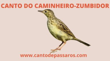 CANTO DO CAMINHEIRO ZUMBIDOR SELVAGEM - CANTOS DE DE PÁSSAROS