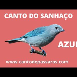 CANTO DO SANHAÇO AZUL A FAMOSA PIPIRA - CANTOS DE PÁSSAROS