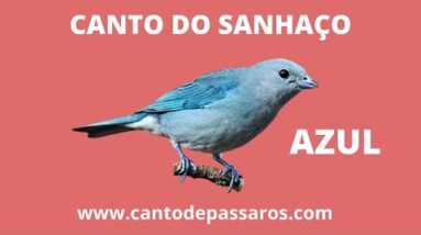 CANTO DO SANHAÇO AZUL A FAMOSA PIPIRA - CANTOS DE PÁSSAROS