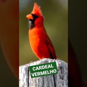 Um dos Pássaros mais Bonitos do Mundo! Cardeal Vermelho #shorts