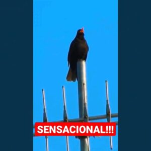 O Canto desse Pássaro é SENSACIONAL 😍 #shorts #cantodepássaros #passaros