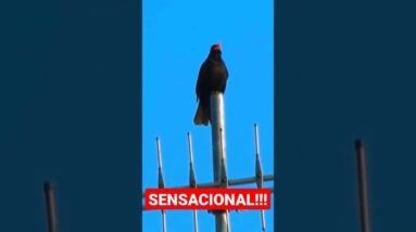 O Canto desse Pássaro é SENSACIONAL 😍 #shorts #cantodepássaros #passaros